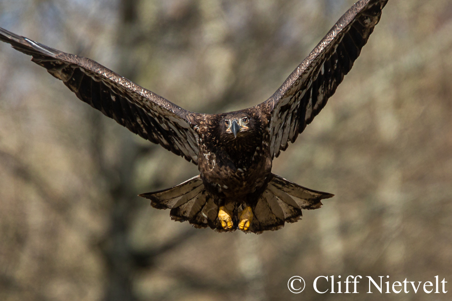 Lift Off, REF: BAEA011