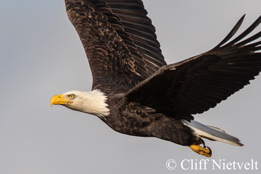 Majestic Bald in Flight #1, REF: BAEA014