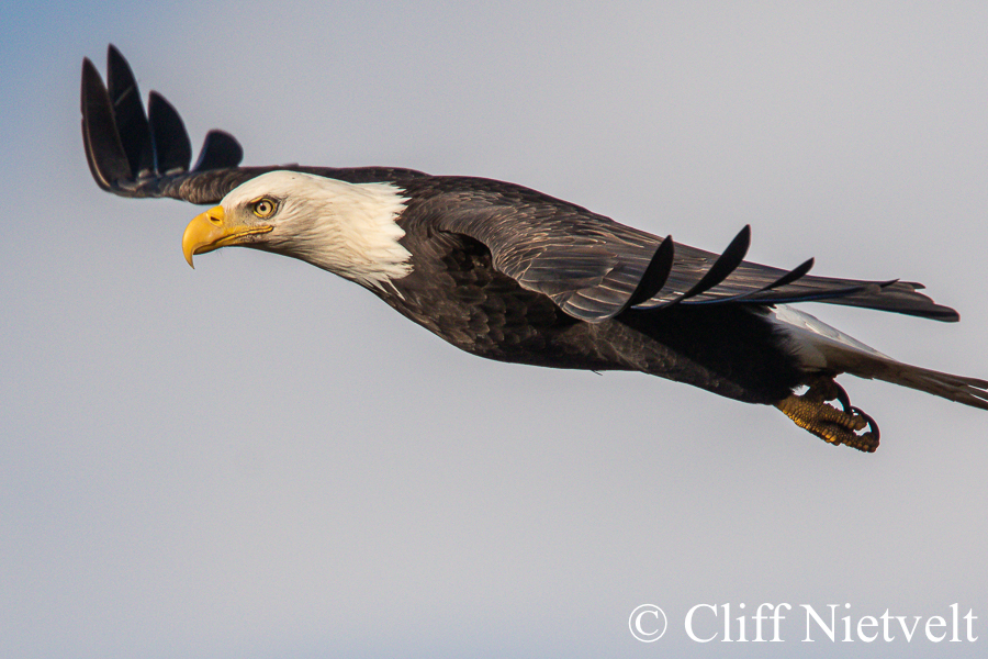Majestic Bald in Flight #7, REF: BAEA020