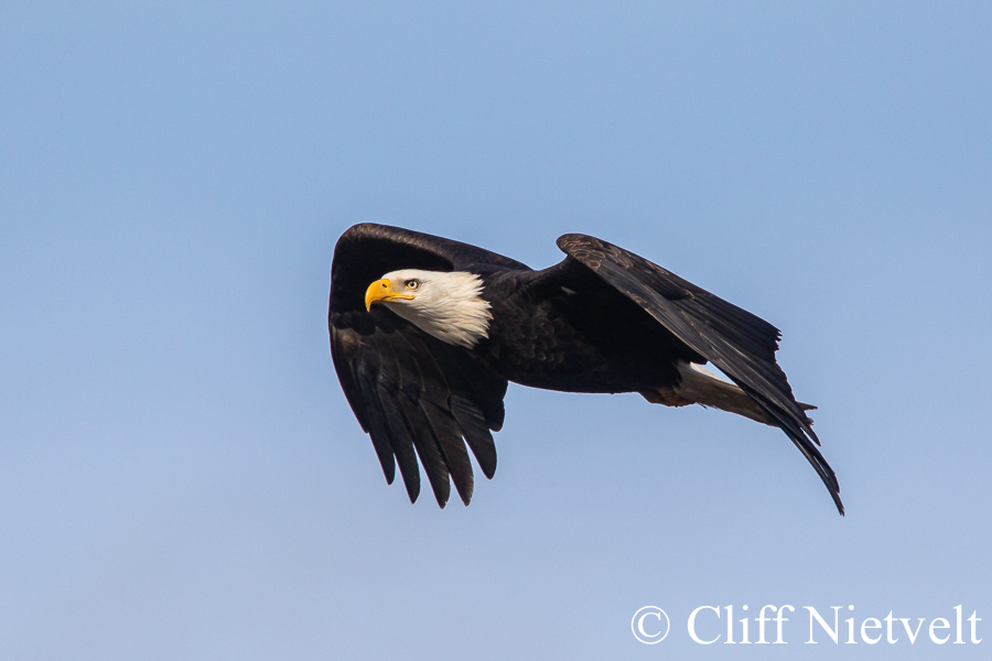 Wings Tucked, REF: BAEA022