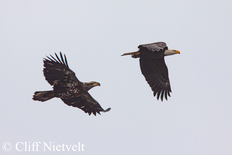 The Chase, REF: BAEA050