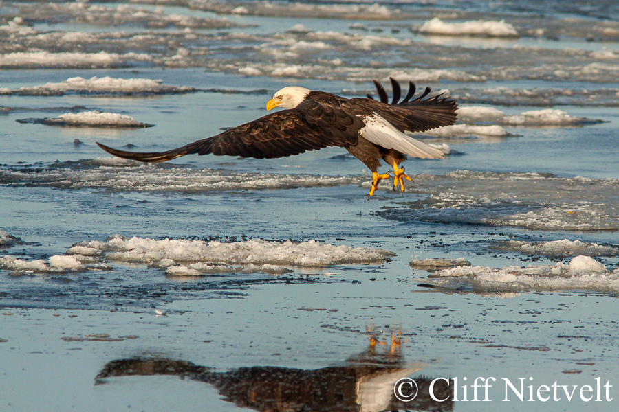 Landing on Ice, REF: BAEA057