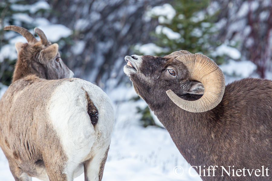 Bighorn Ram in the Rut, REF: BHS006
