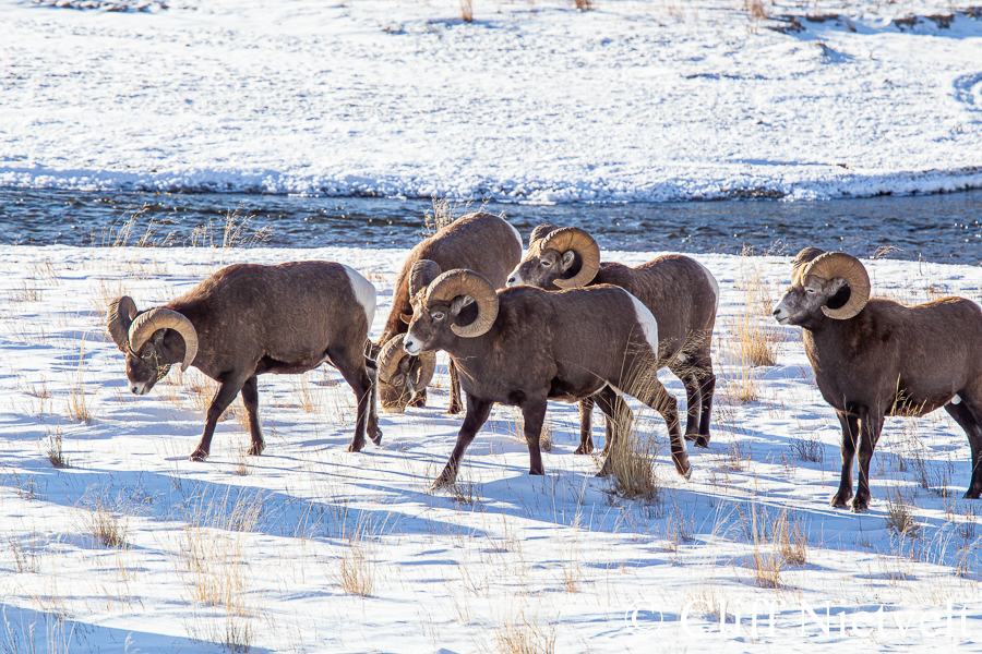 Group of Bighorn Rams REF: BHS008