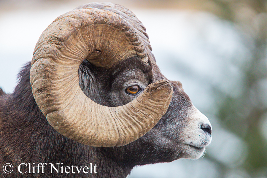 Full Curl, REF: BHS014