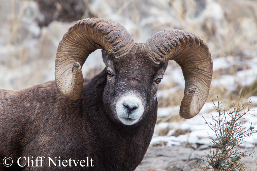 Full Curl Bighorn Ram Head On, REF: BHS019