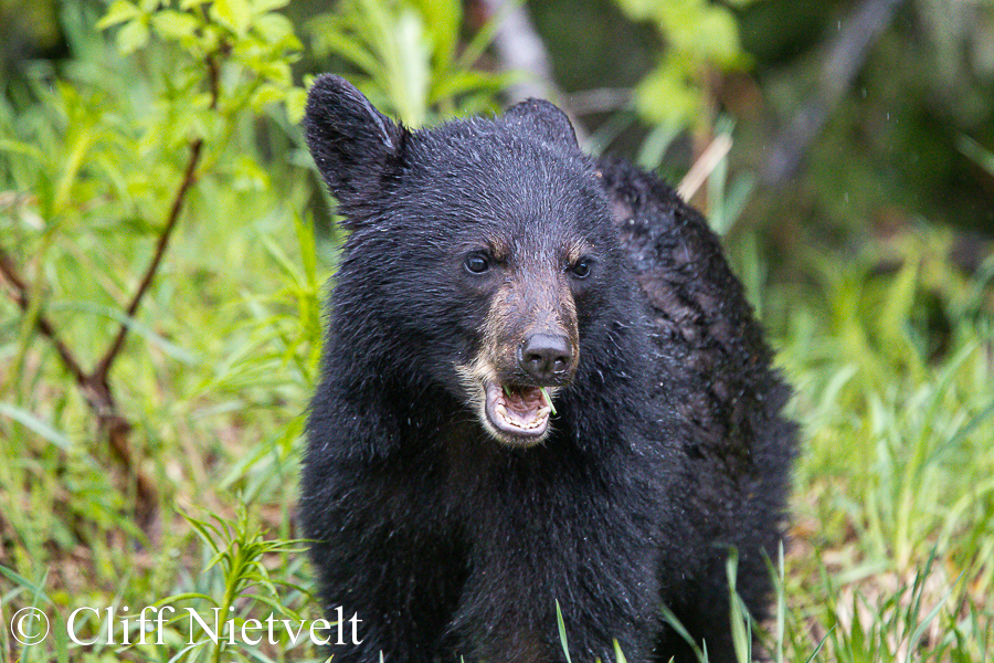 Black Bear Feeding in the Rain, REF: BB031