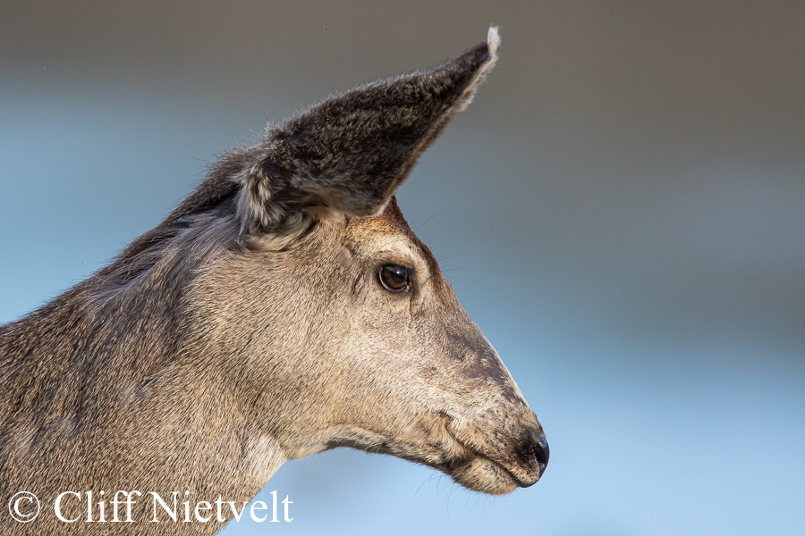 Mule Deer Doe Profile, REF: MUDE004