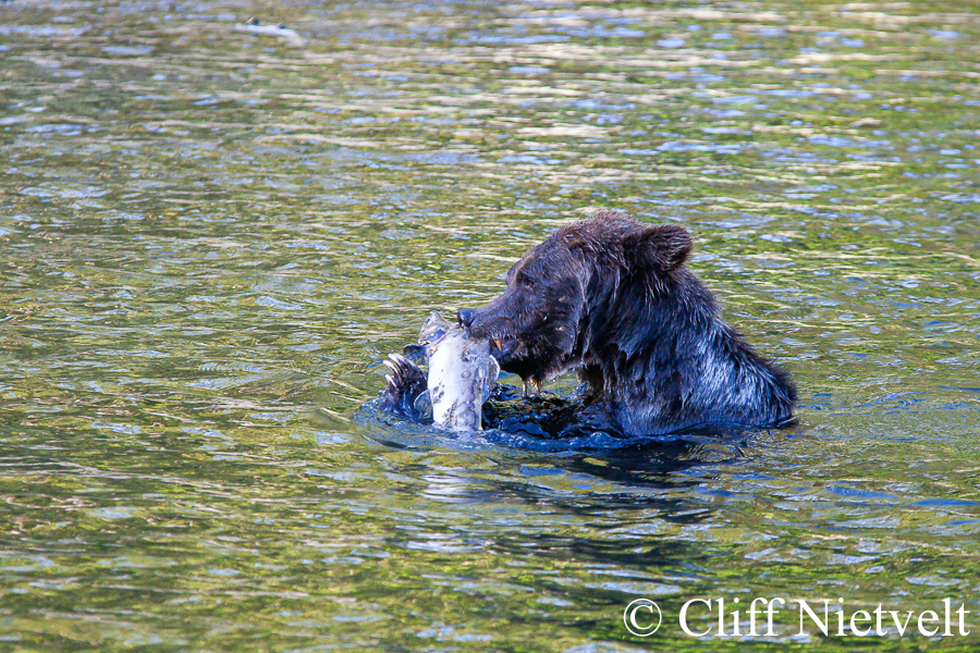 Grizzly Bear & Salmon, REF: GB022