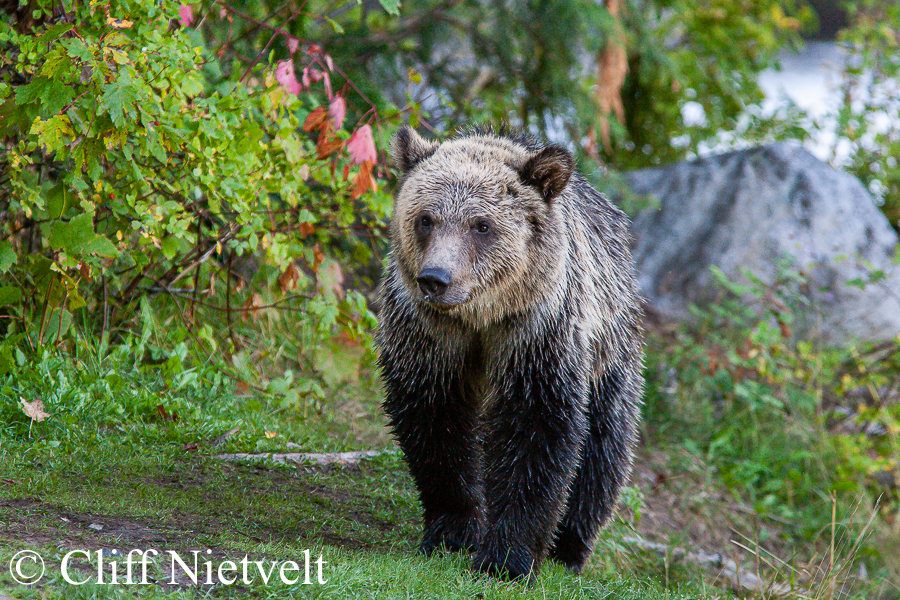 Cub Walking, REF: GB025