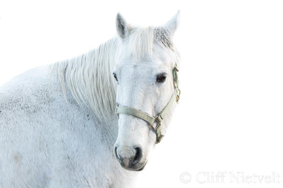White Mare, REF: HORS010