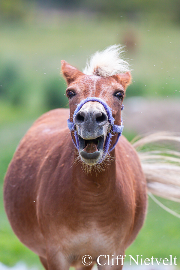 Donkey, REF: HORS012