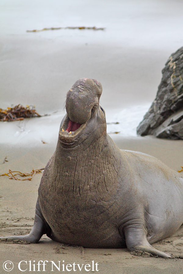 A Dominant Bull Elephant Seal, MAMA007