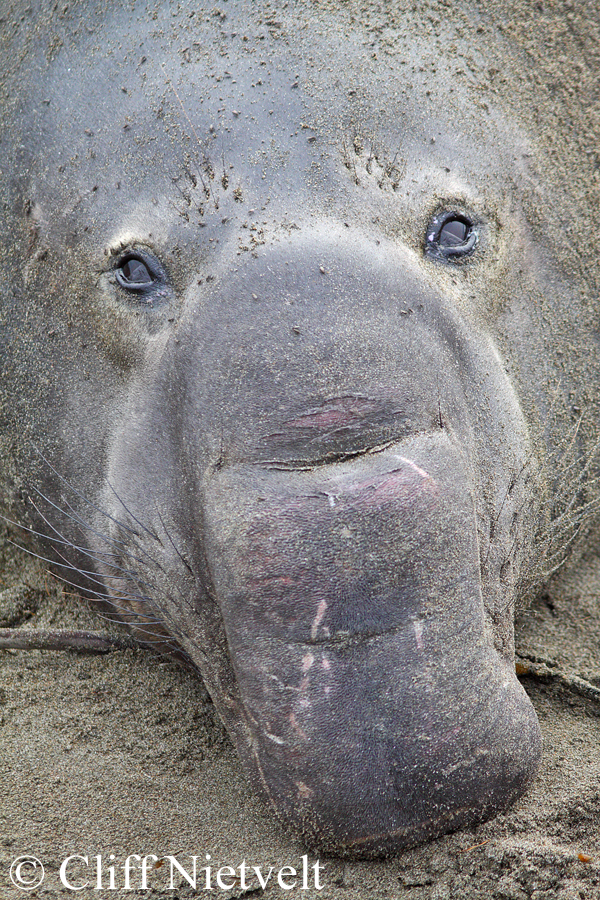 A Sleepy Bull Elephant Seal, MAMA009