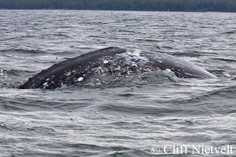 A Grey Whale Surfacing, MAMA010