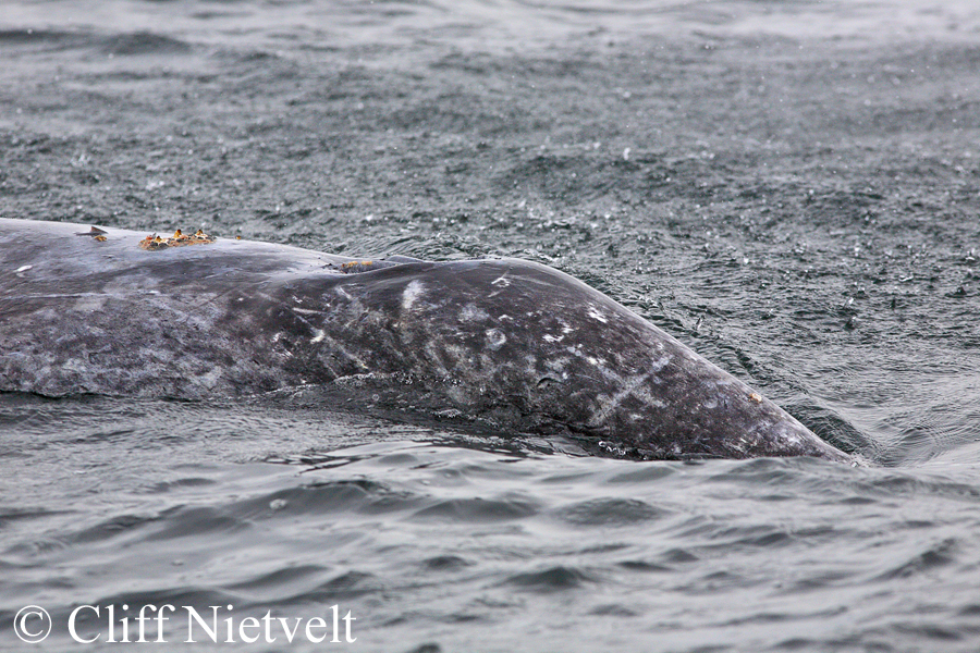 A Grey Whale Blowhole, MAMA011