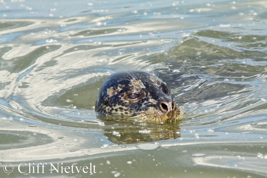A Harbour Seal Cruising, MAMA012