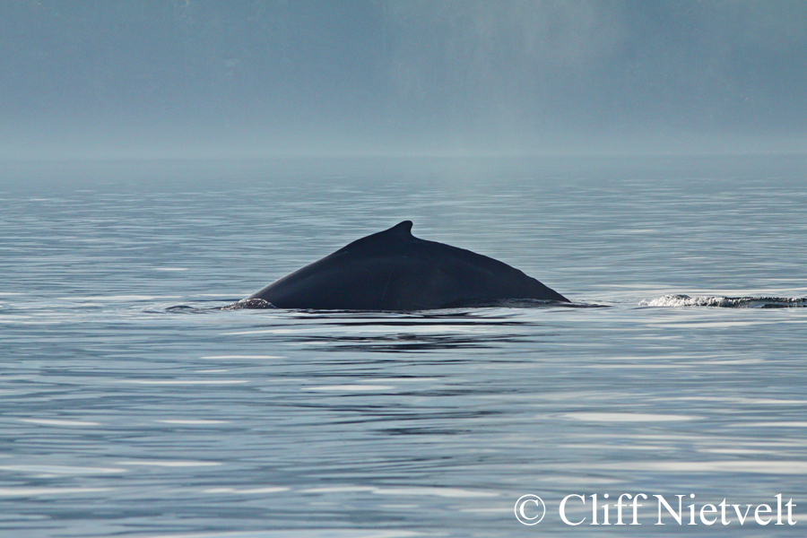 Humpback Silhouette, MAMA017