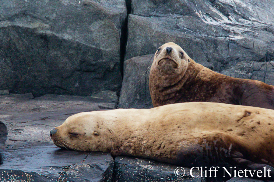 Steller Sea Lions Resting, MAMA033