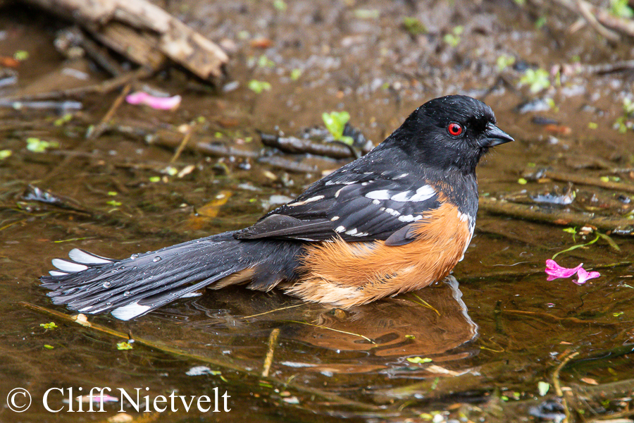 Spotted Tohee Bathing, REF: PEBI001