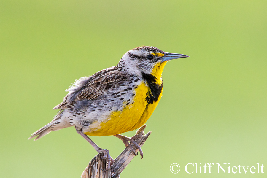 Western Meadowlark, REF: PEBI002