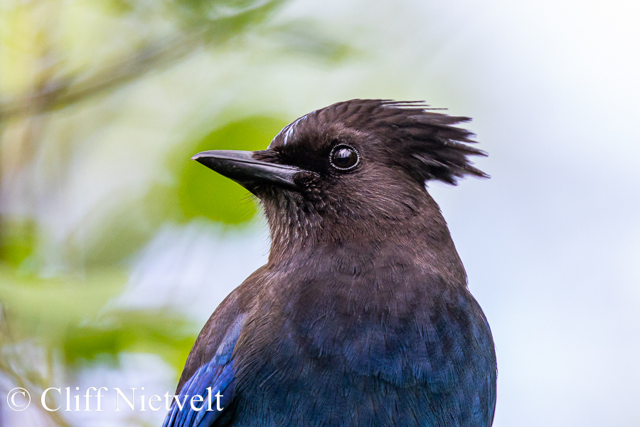 Steller's Jay Portrait, REF: PEBI003 