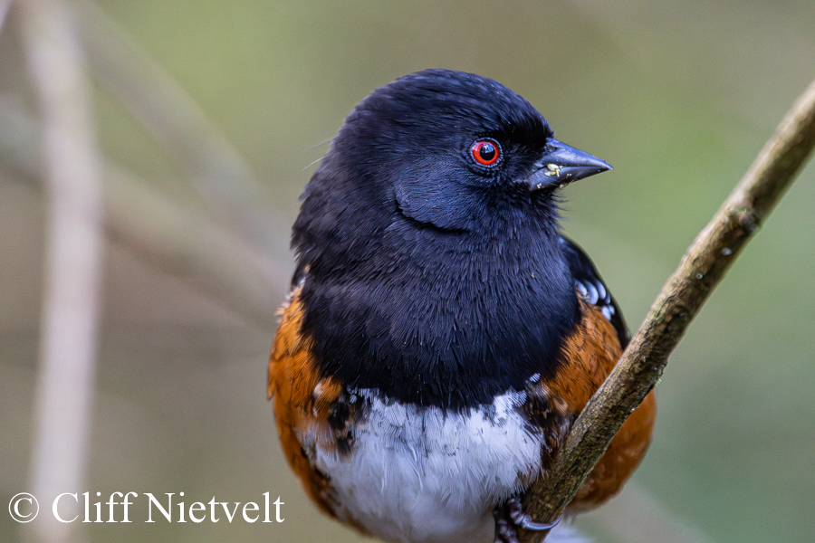 Spotted Tohee Portrait, REF: PEBI004