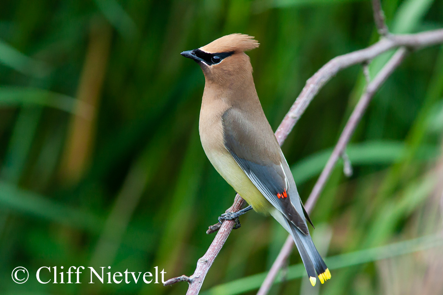 Cedar Waxwing; REF: PEBI005