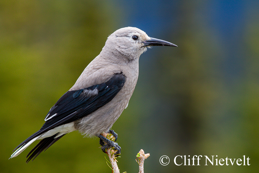 Ckark's Nutcracker, REF: PEBI006