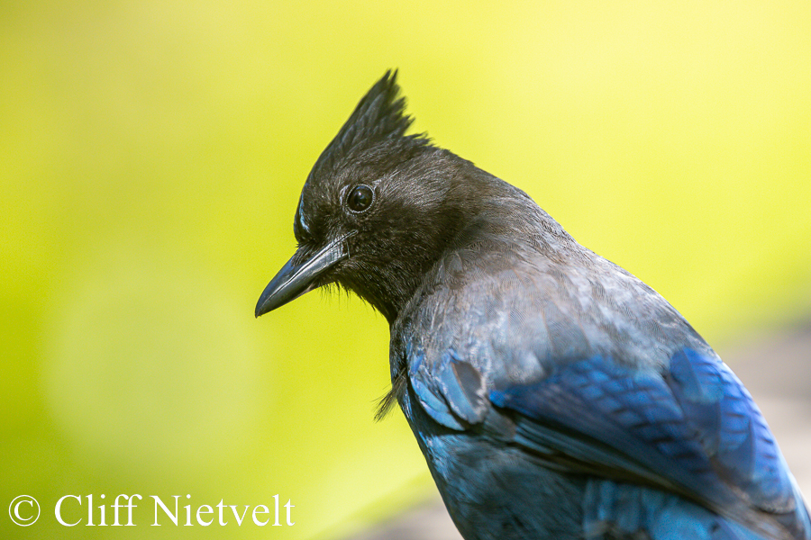 Curious Steller's Jay, REF: PEBI007