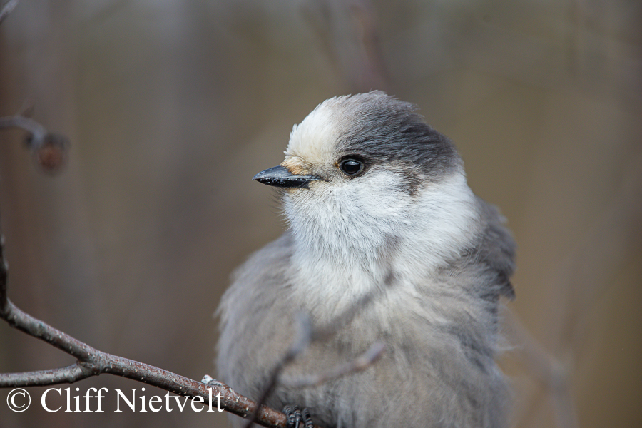 Gray Jay Portrait; REF: PEBI008