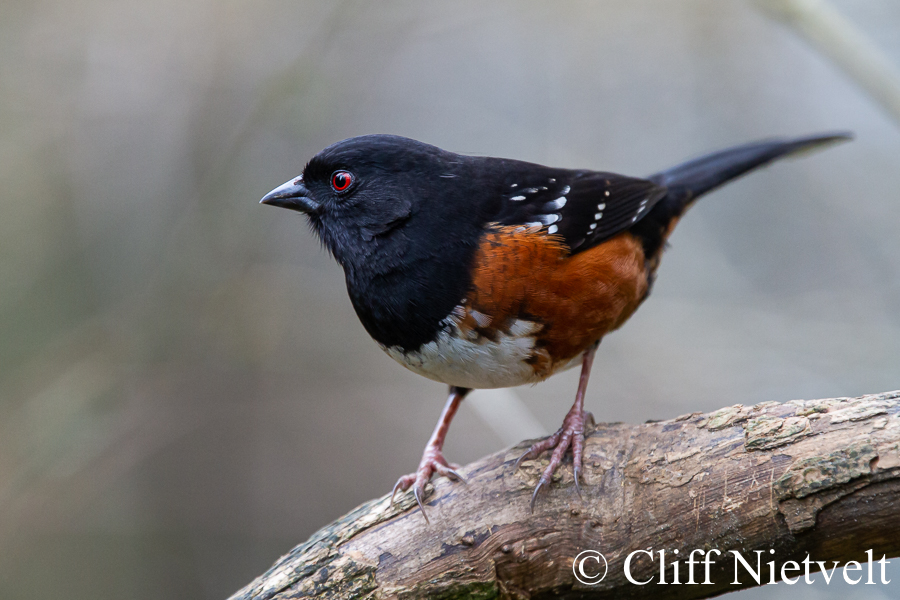 A Perched Spotted Towhee, REF: PEBI009