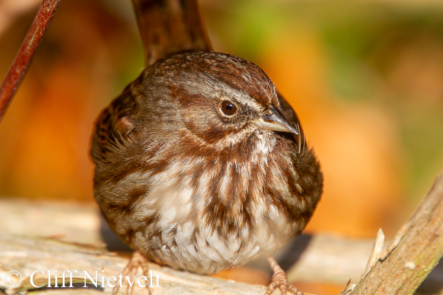 Song Sparrow, REF: PEBI010