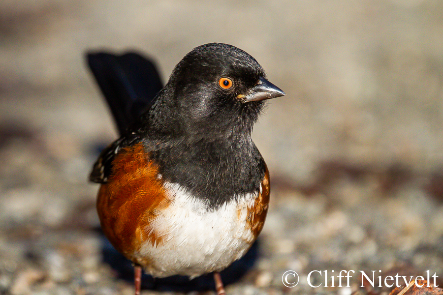 An Alert Spotted Towhee, REF: PEBI011