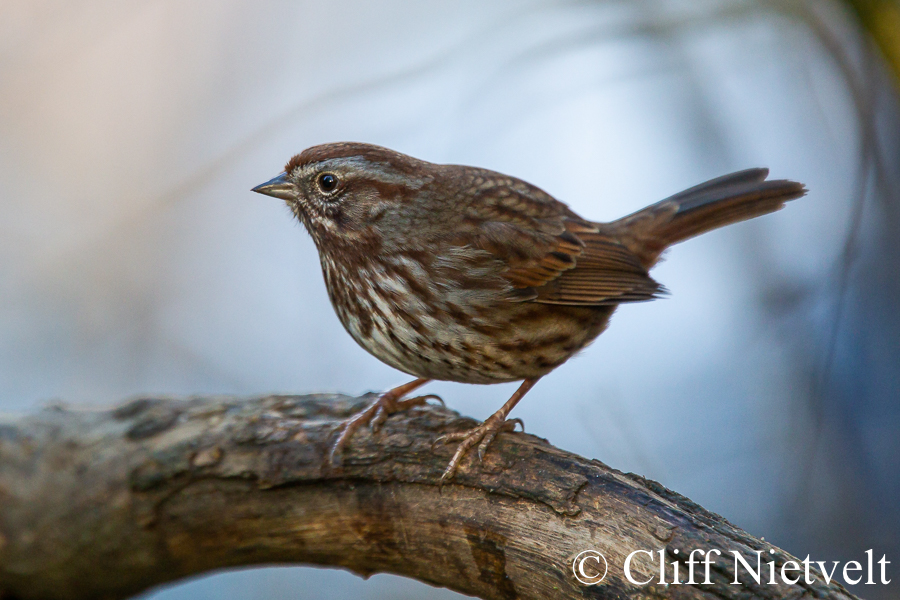 Perched Song Sparrow, PEBI012
