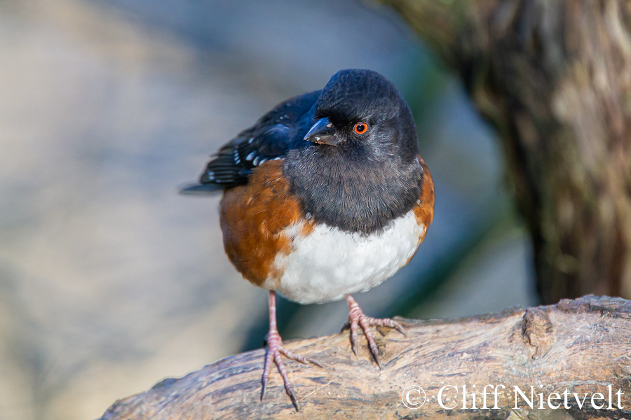 Spotted Towhee in the Sun, REF: PEBI013