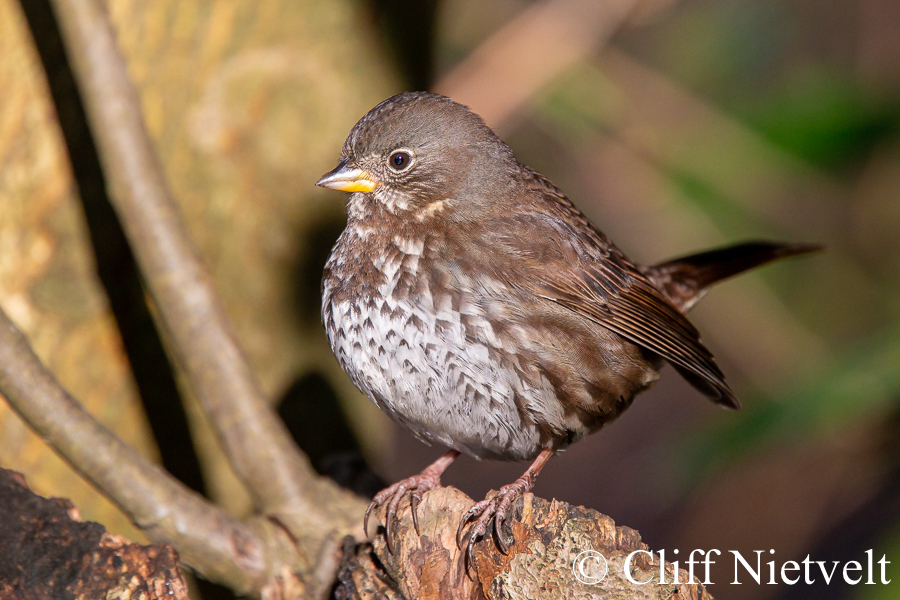 Fox Sparrow, REF: PEBI014