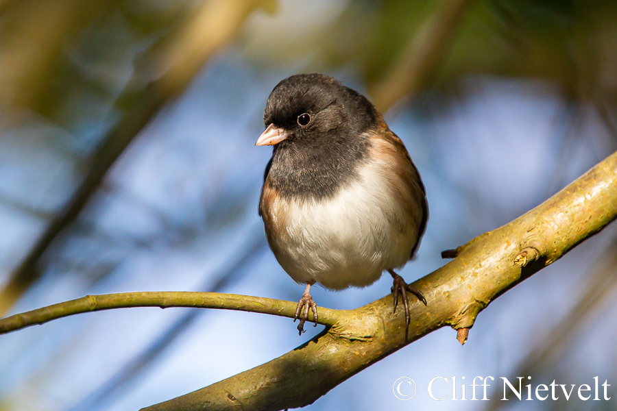 Dark-Eyed Junco, REF: PEBI015