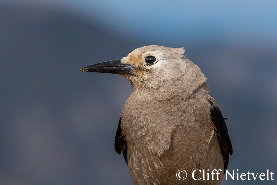 Clark's Nutcrack Portrair, REFPEBI016