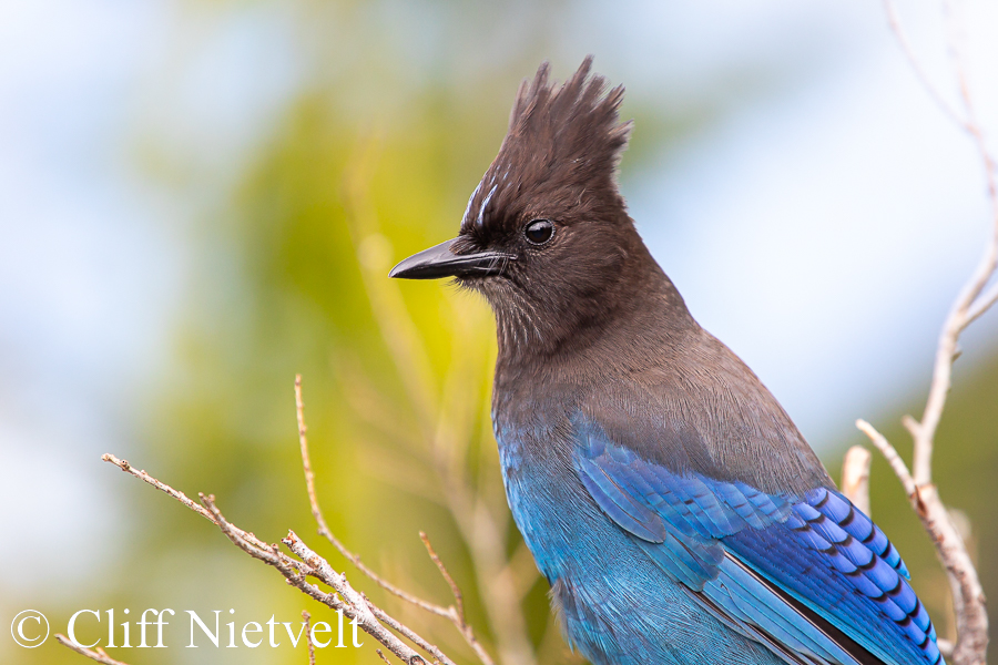 Steller'a Jay on the Lookout, REF: PEBI017