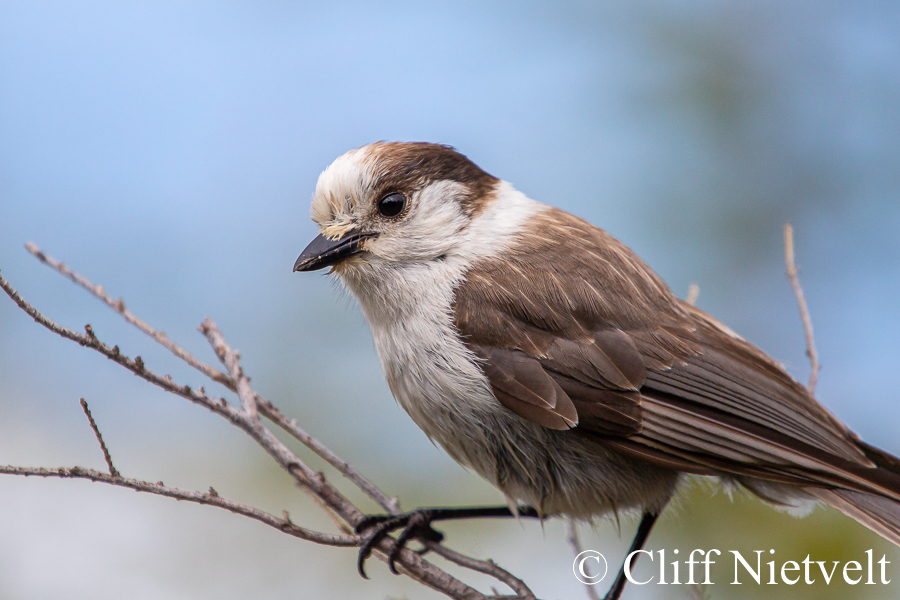 Gray Jay on Shrub, REF: PEBI018