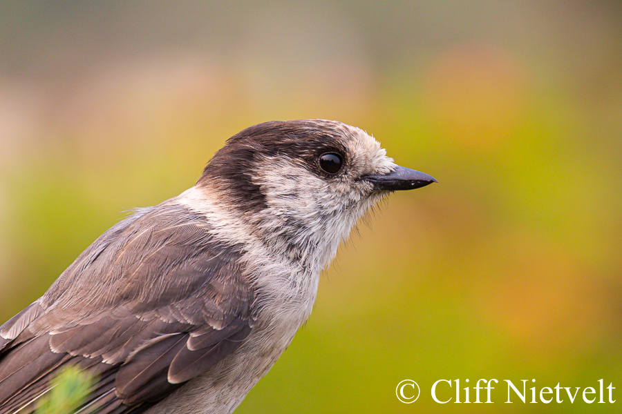 Gray Jay and Fall Colours, REF: PEBI019