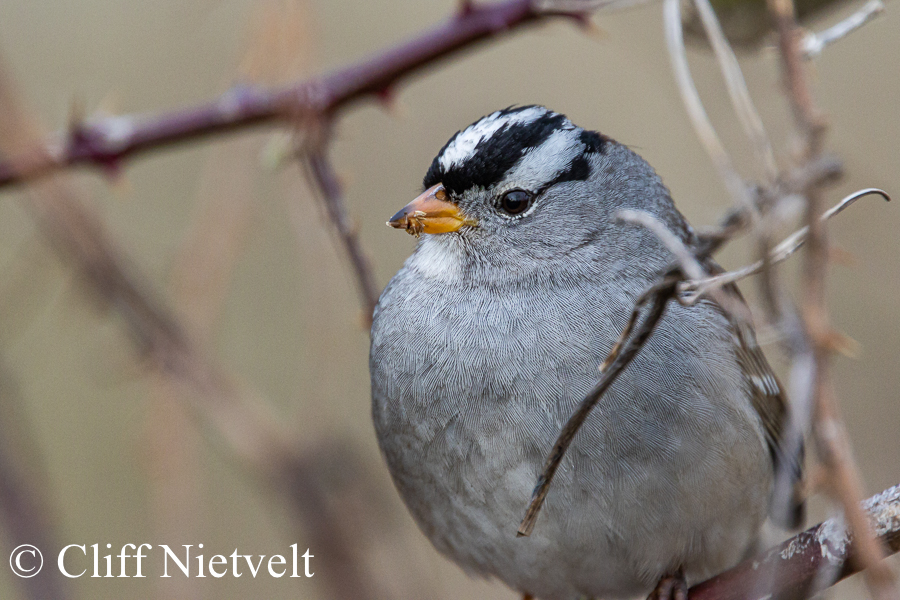 White-Crowned Sparrow in Shrubs, REF: PEBI020