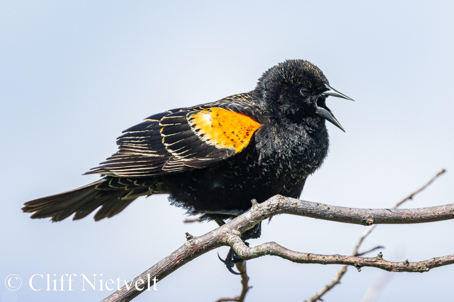 Red-Winged Black Bird Calling, REF: PEBI021