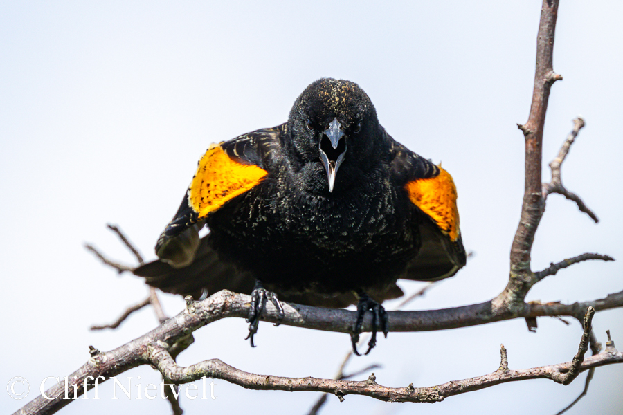 Red-Winged Black Bird Calling Head-On, REF: PEBI022