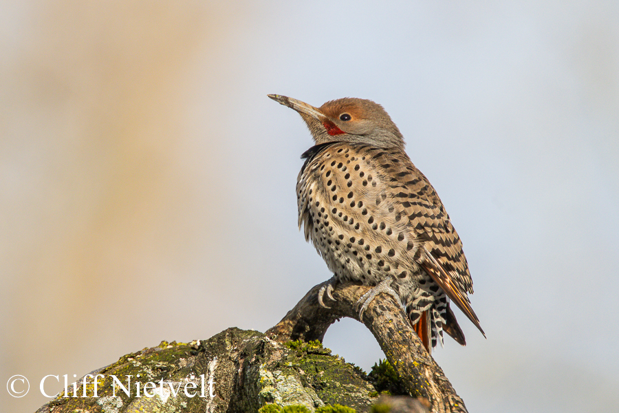 Northern Flicker, REF: PEBI023
