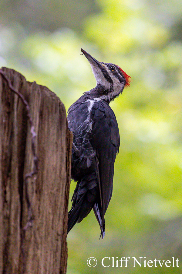 Pileated Woodpecker, PEBI024