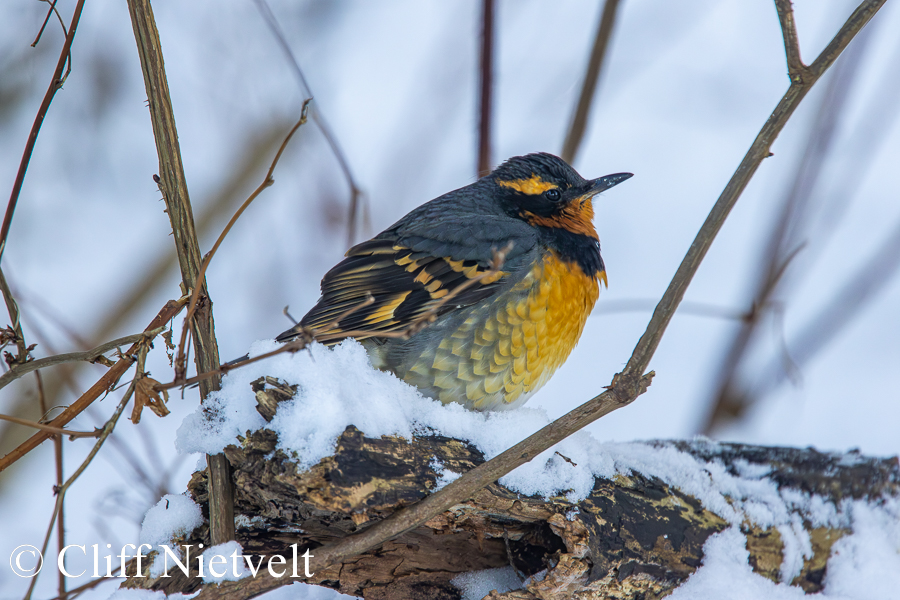 Varied Thrush, PEBI025