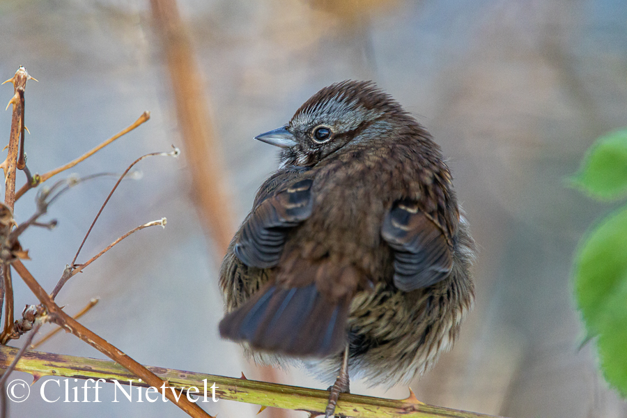 Song Sparrow in the Cold, REF: PEBI026