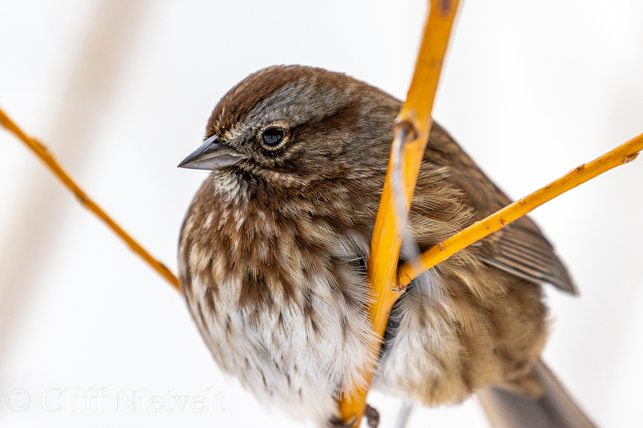 Song Sparrow Puffed Up, REF: PEBI027